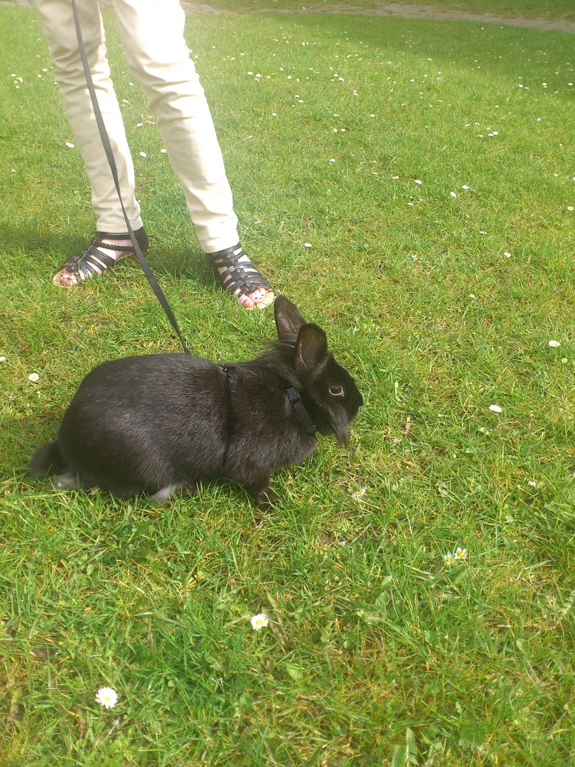 Kanin Bella-Bodil [Altid Savnet] - løvehovede/teddy - bella slapper af billede 4