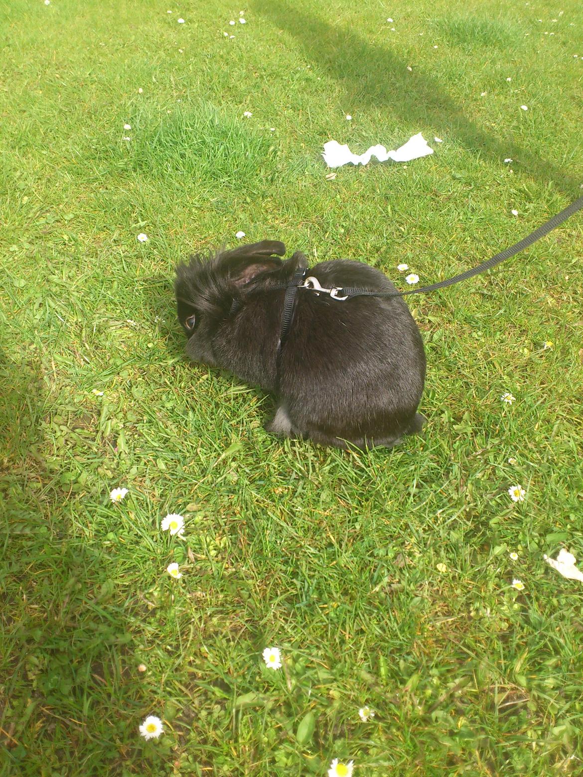 Kanin Bella-Bodil [Altid Savnet] - løvehovede/teddy - så skal man lige vaske sig billede 5