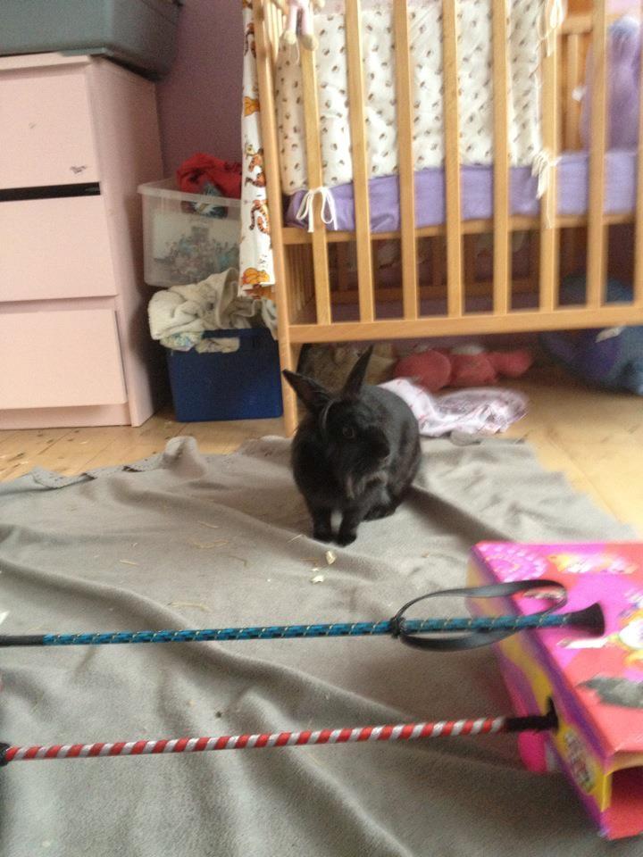 Kanin Bella-Bodil [Altid Savnet] - løvehovede/teddy - bella løber rundt på værelset og jeg prøver at få hende til at springe over  billede 6