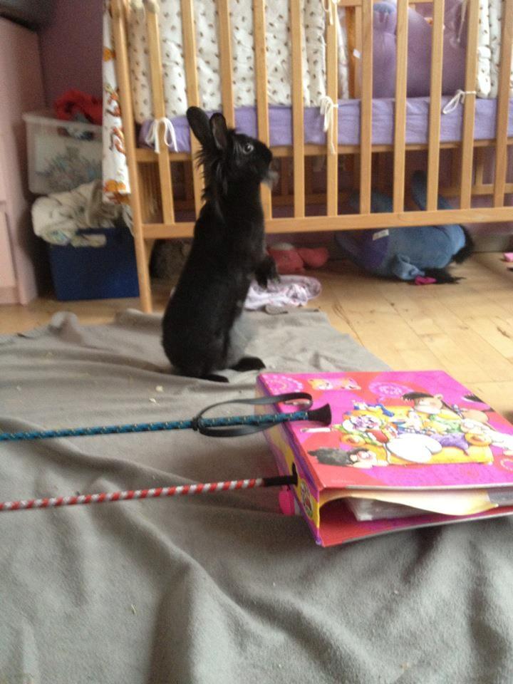 Kanin Bella-Bodil [Altid Savnet] - løvehovede/teddy - hun fik lige øje på en fugl billede 7