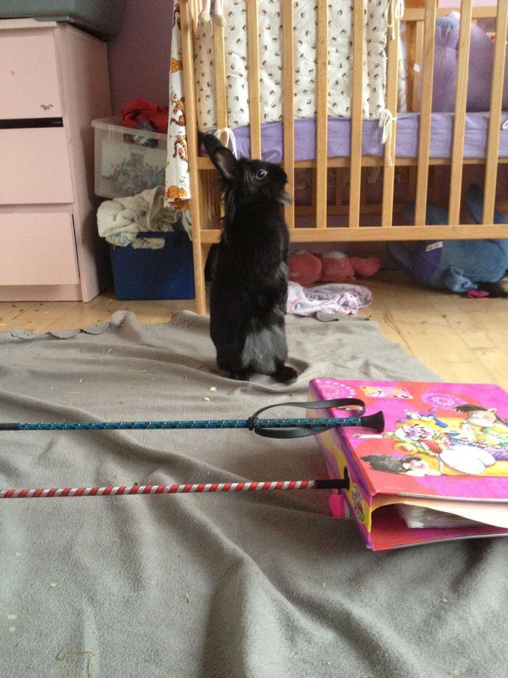 Kanin Bella-Bodil [Altid Savnet] - løvehovede/teddy - er jeg ikke bare dygtig siger hun billede 8