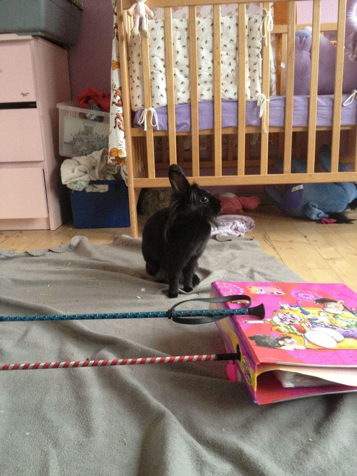 Kanin Bella-Bodil [Altid Savnet] - løvehovede/teddy - hvad mon hun kigger på billede 9