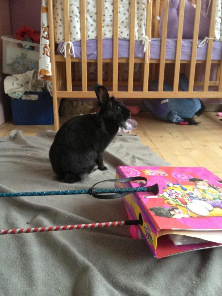 Kanin Bella-Bodil [Altid Savnet] - løvehovede/teddy - jeg gider ikke kigge på dig siger bella billede 10