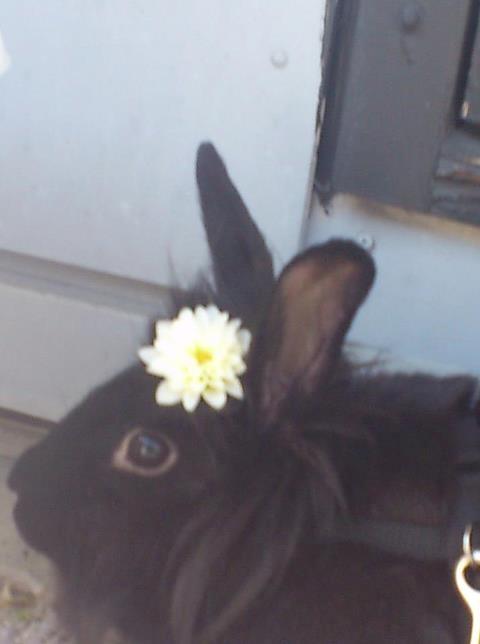 Kanin Bella-Bodil [Altid Savnet] - løvehovede/teddy - er hun ikke fin med den lille blomst

taget den: 20-5-2012 billede 11