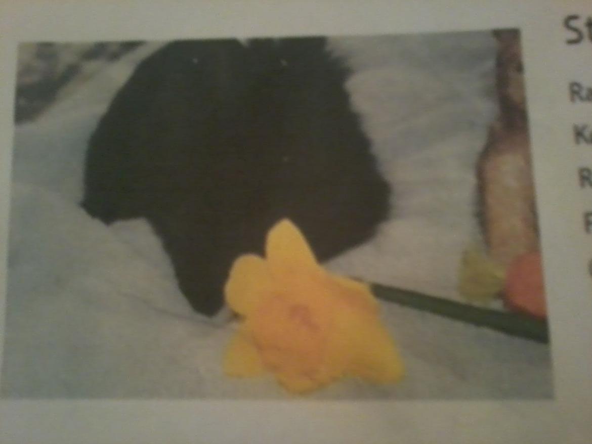 Kanin Bella-Bodil [Altid Savnet] - løvehovede/teddy - det første billede af Bella jeg så billede 1