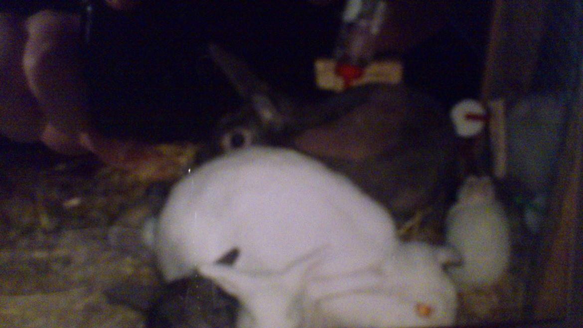 Kanin Miv R.I.P ): - Miv sammen med Sanne og hendes unger <3 billede 3