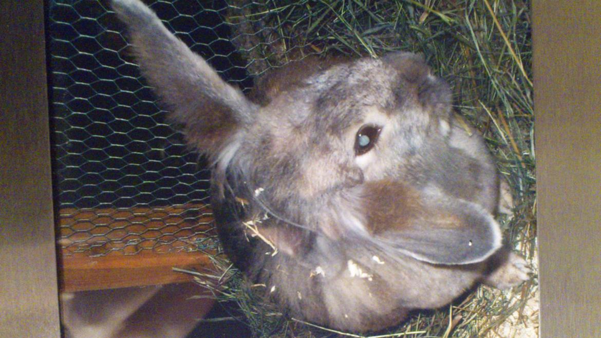 Kanin Miv R.I.P ): - Smukke! billede 4