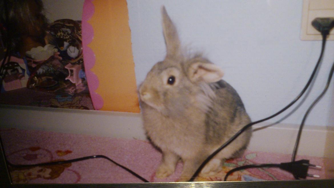 Kanin Miv R.I.P ): billede 5