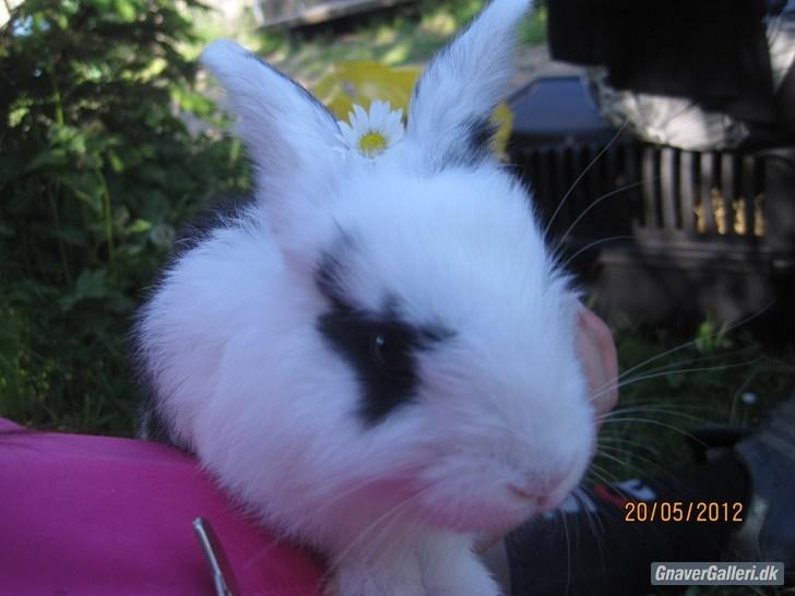Kanin | IME´s Blomst | - Blomst med en blomst mellem ørene<3

Foto: Team JB! billede 2