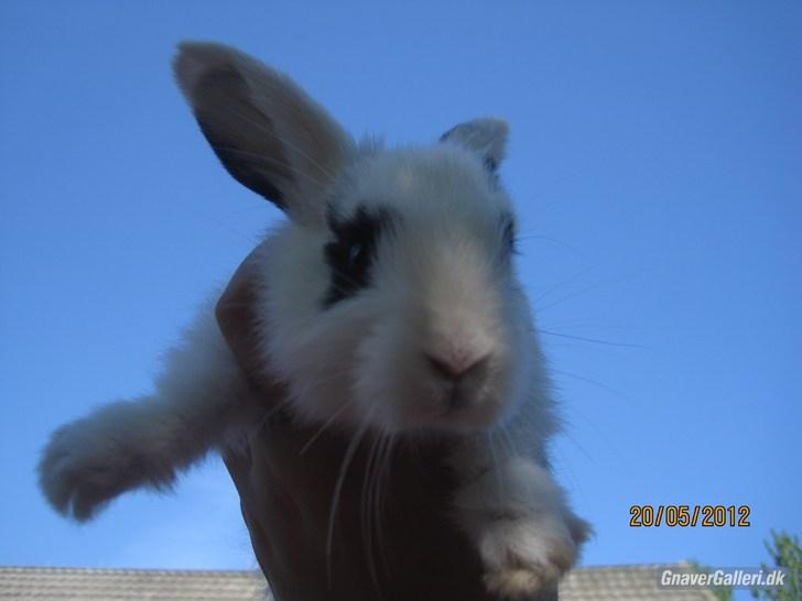 Kanin | IME´s Blomst | - I belive i can fly!<3

Foto: Team JB! billede 4