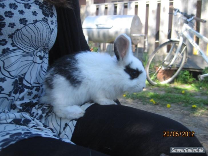 Kanin | IME´s Blomst | - Foto: Team jb! billede 5