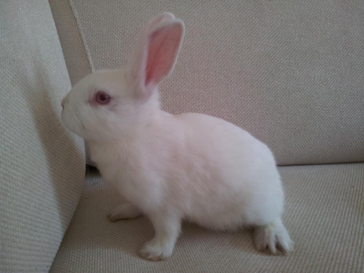 Kanin Lula billede 3