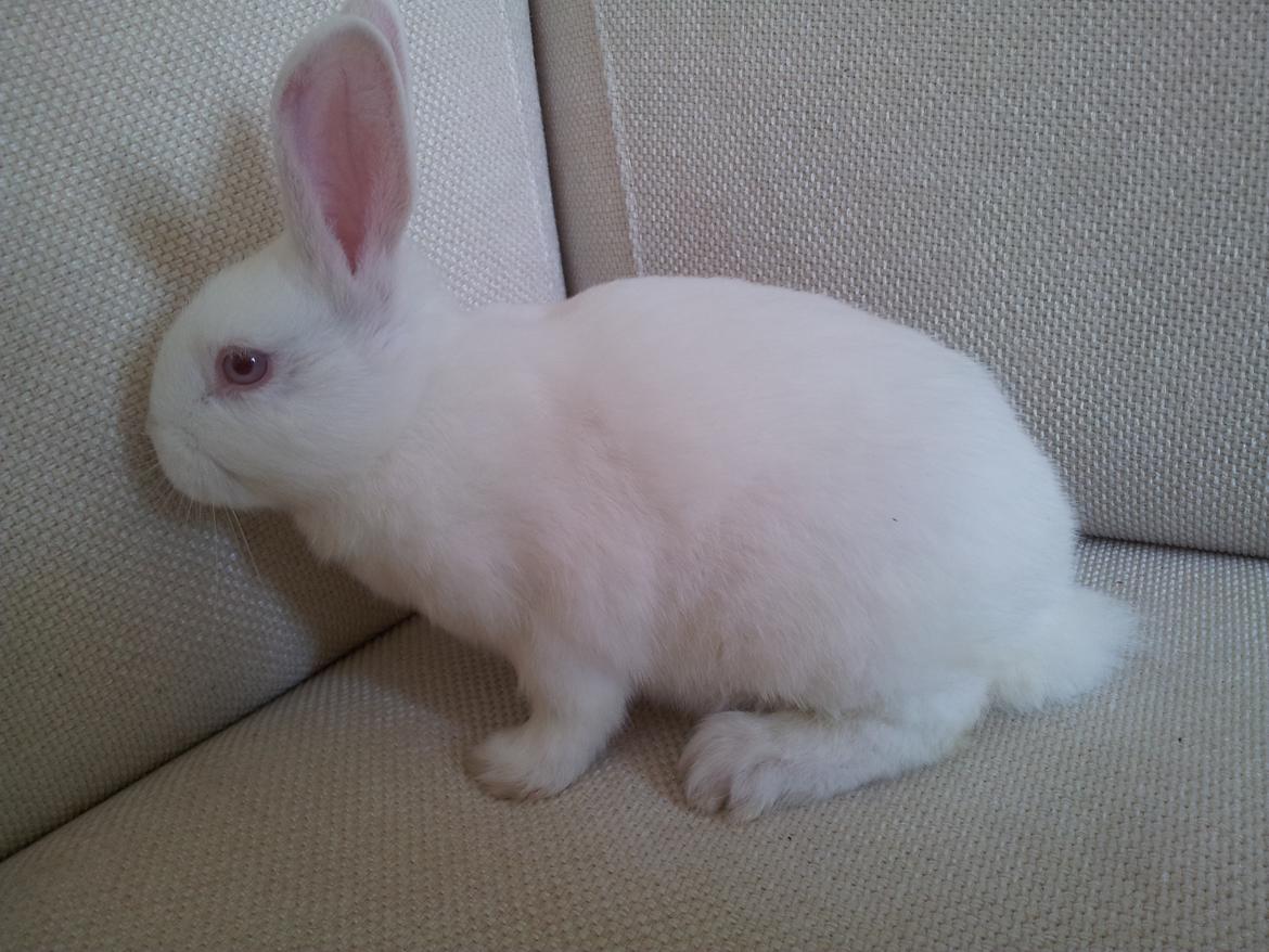 Kanin Lula billede 4