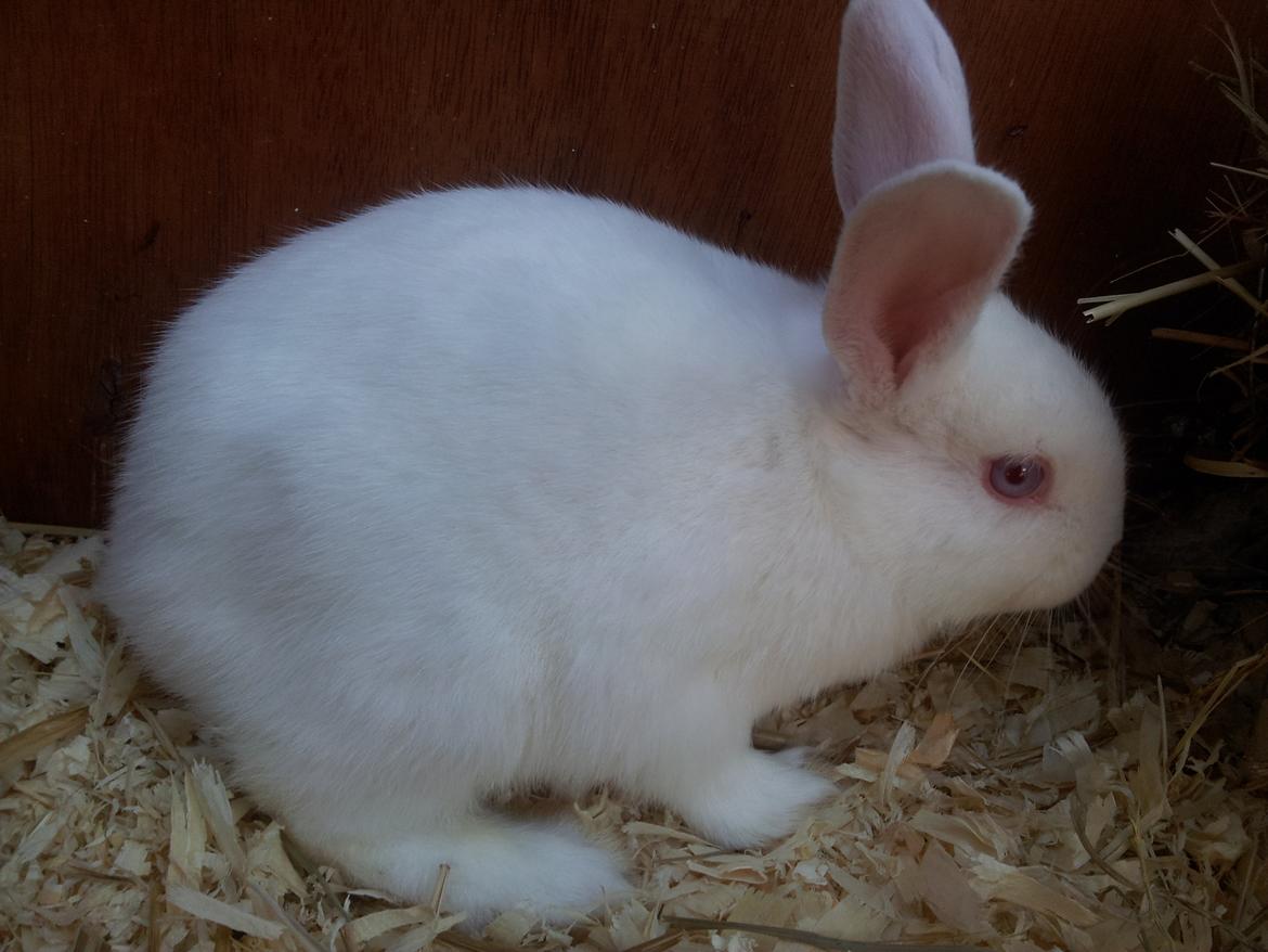 Kanin Lula billede 5
