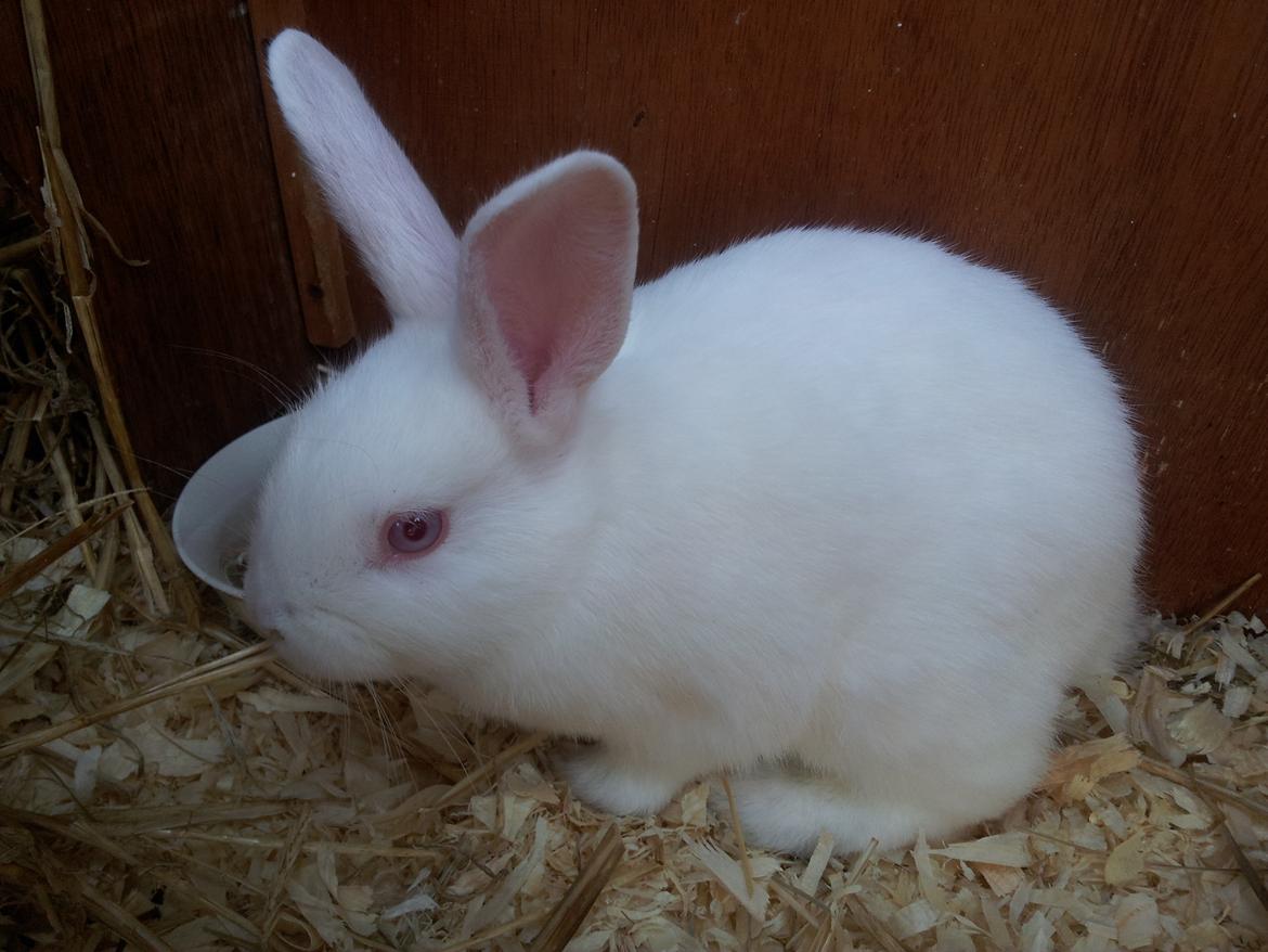 Kanin Lula billede 6