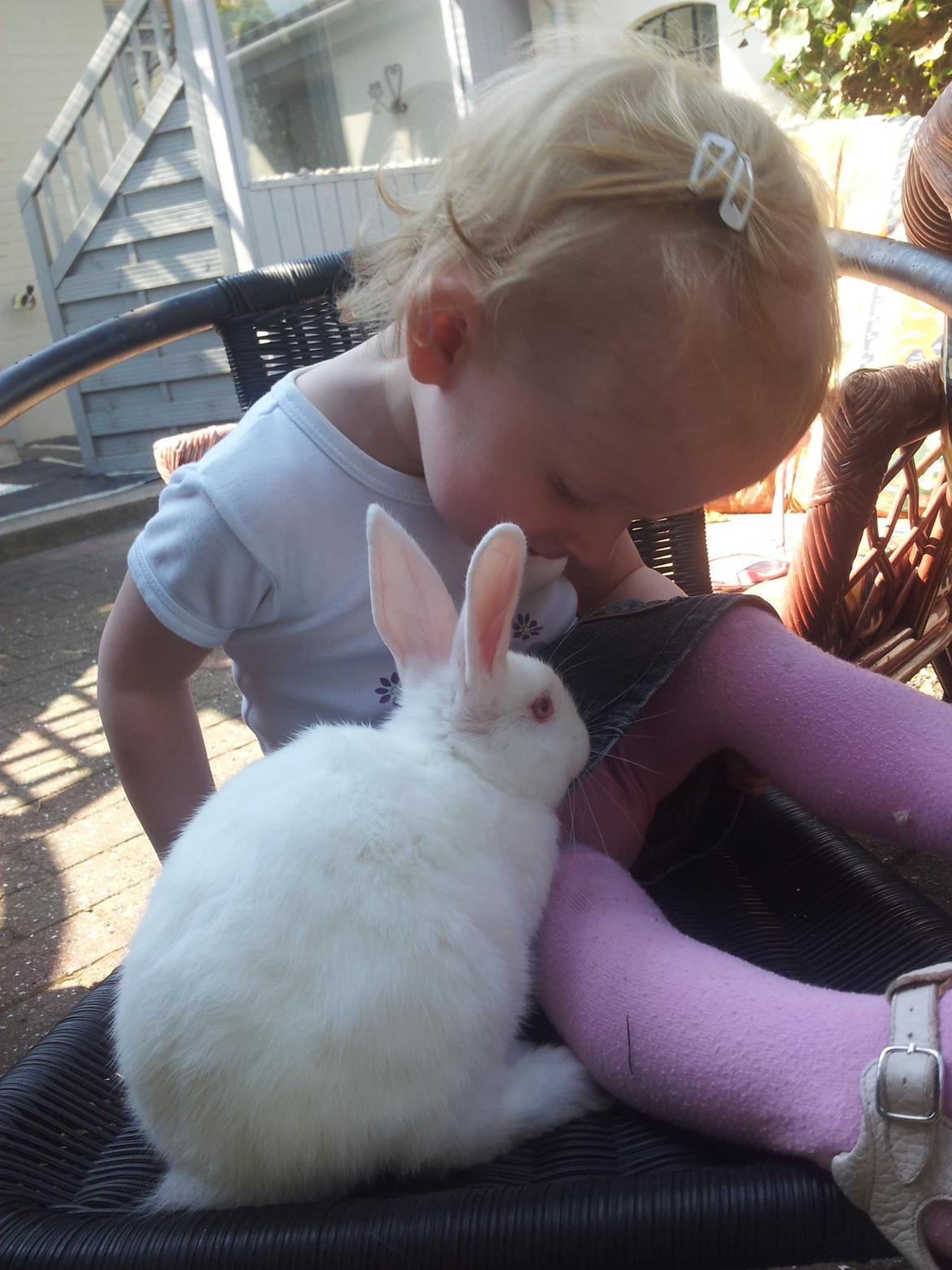 Kanin Lula billede 7