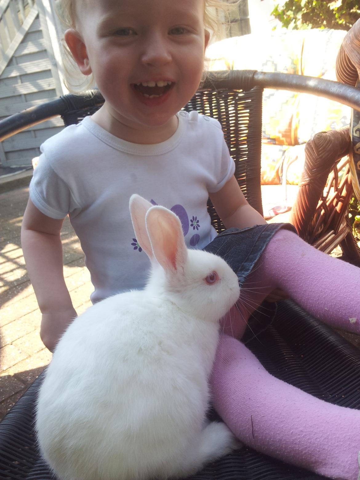 Kanin Lula billede 8