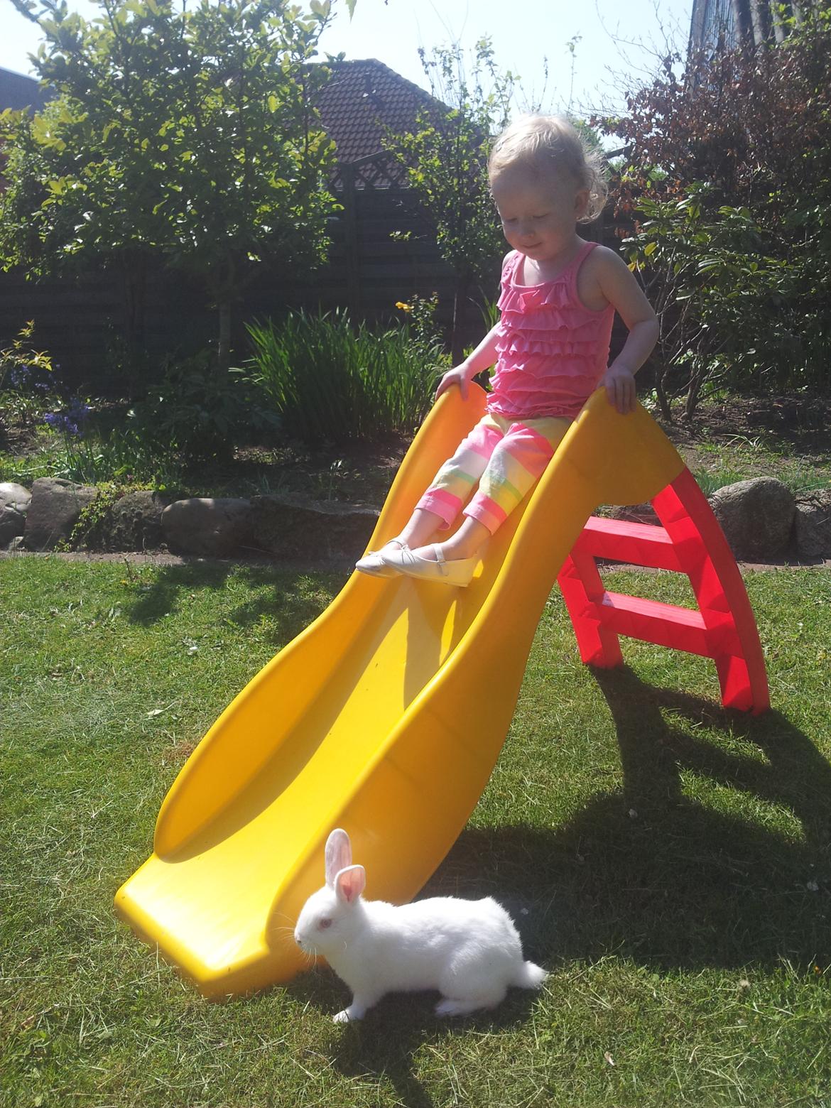 Kanin Lula billede 11