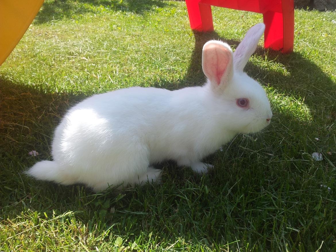 Kanin Lula billede 12