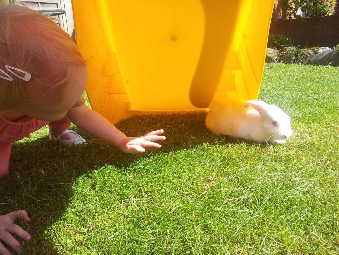 Kanin Lula billede 13