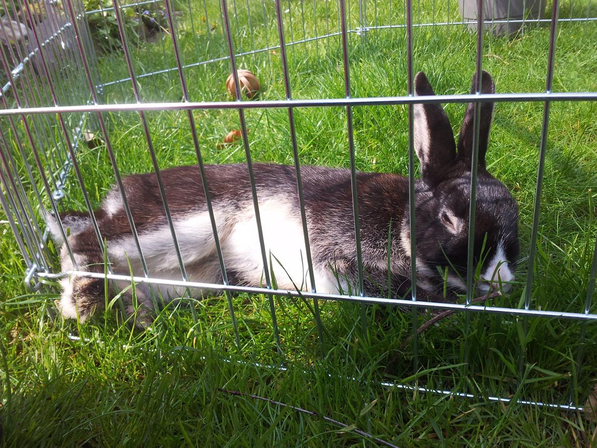 Kanin Boysen billede 15