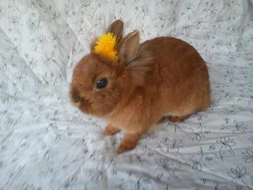 Kanin Simba billede 9