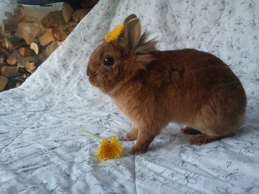 Kanin Simba billede 8