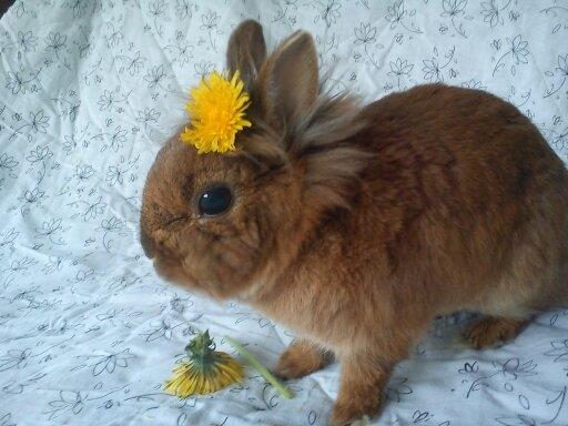 Kanin Simba billede 10