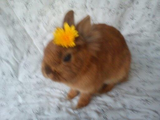 Kanin Simba billede 11