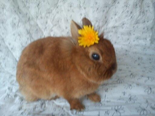 Kanin Simba billede 12