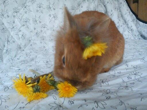 Kanin Simba billede 13