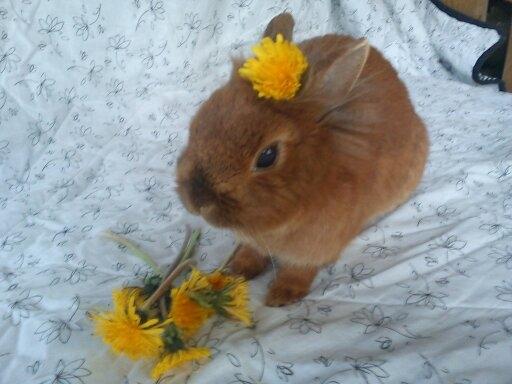 Kanin Simba billede 14