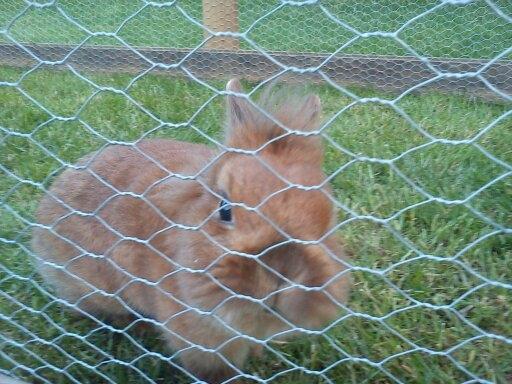 Kanin Simba billede 1