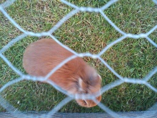 Kanin Simba billede 4