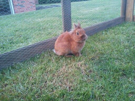 Kanin Simba billede 2