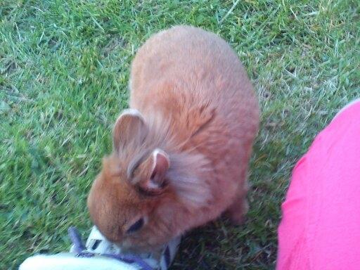 Kanin Simba billede 5