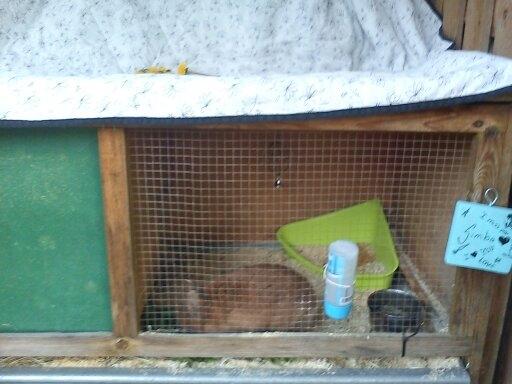 Kanin Simba billede 6