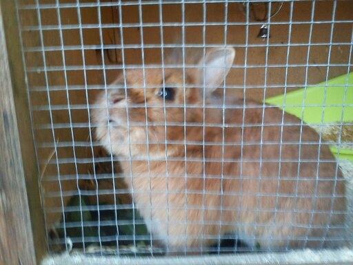 Kanin Simba billede 3