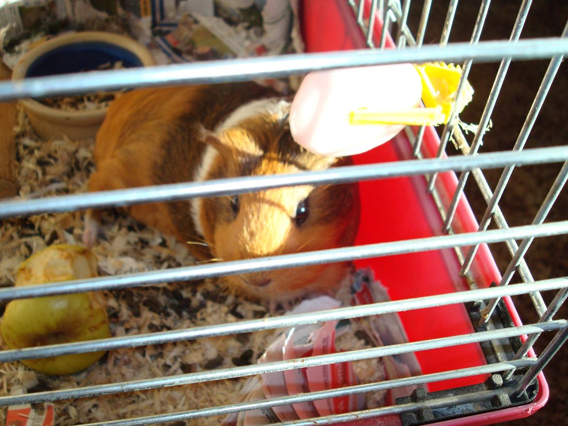 Marsvin nuser - min lækre nuser ! billede 1