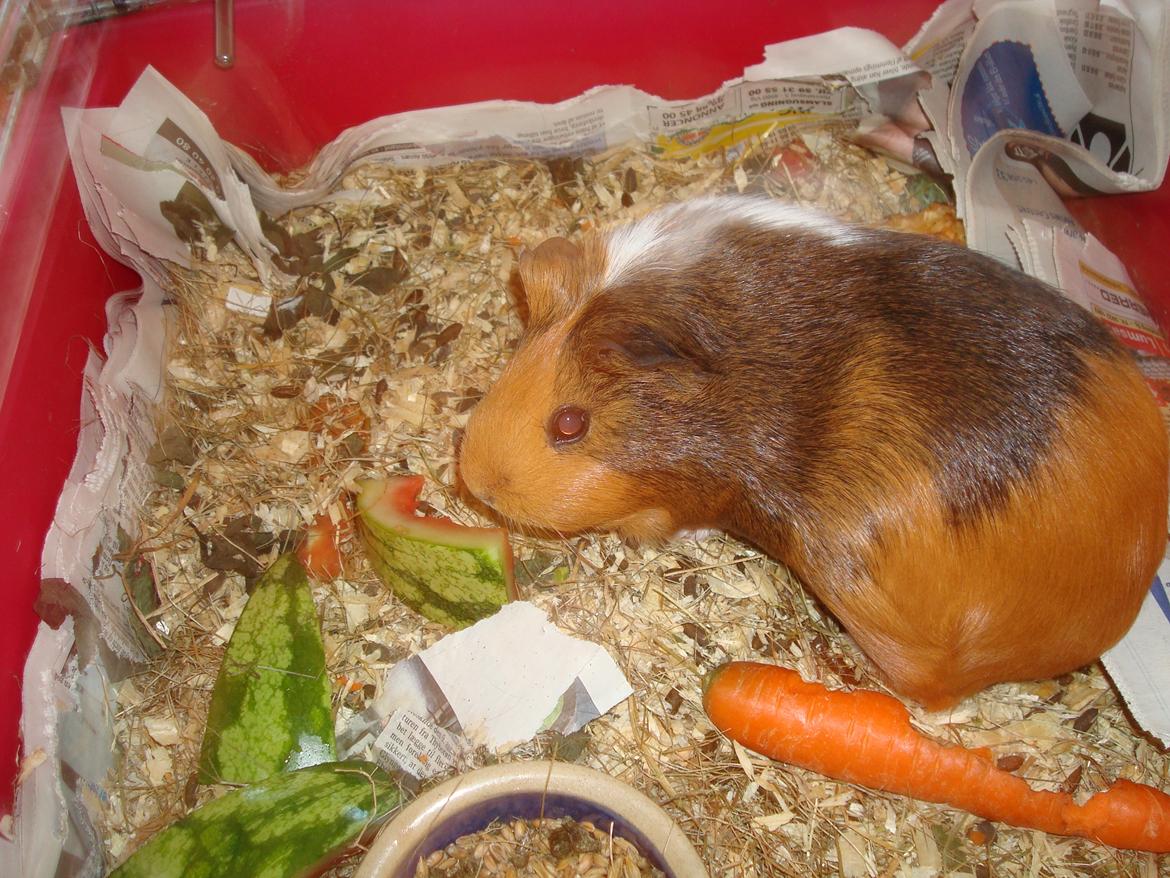 Marsvin nuser - min nuuuser billede 2