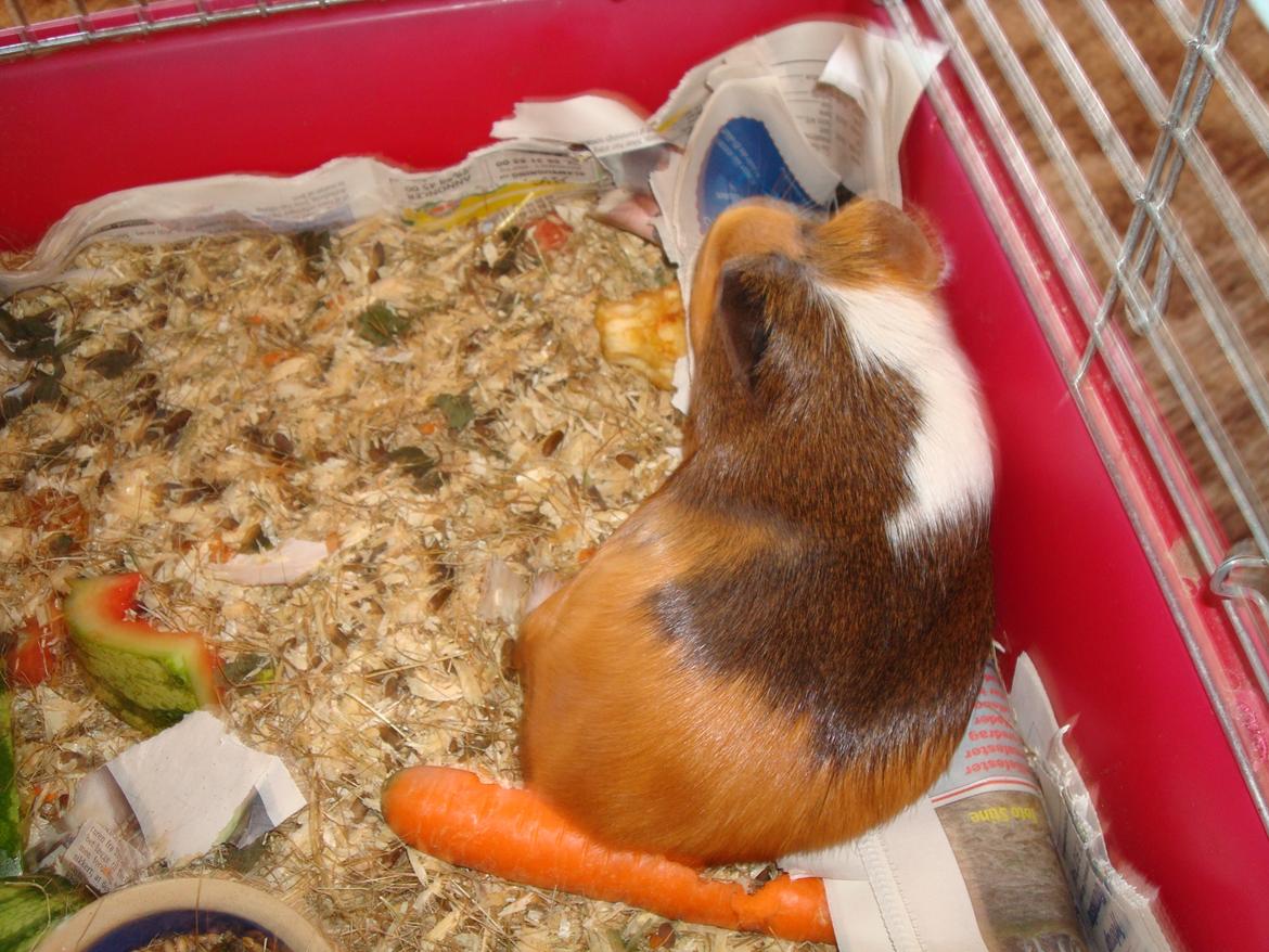 Marsvin nuser billede 3