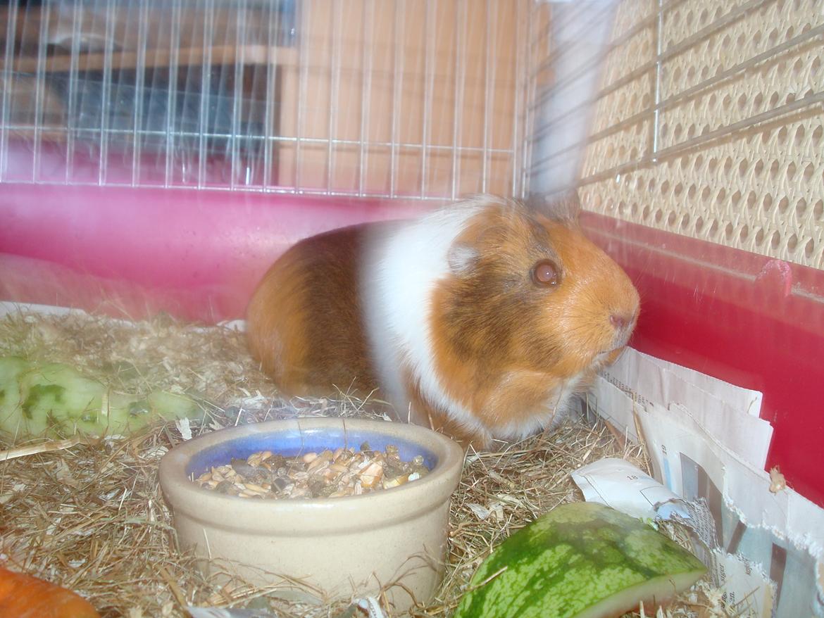 Marsvin nuser billede 4