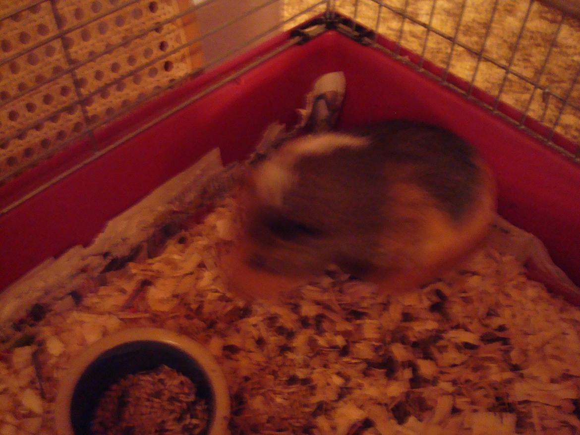 Marsvin nuser billede 5