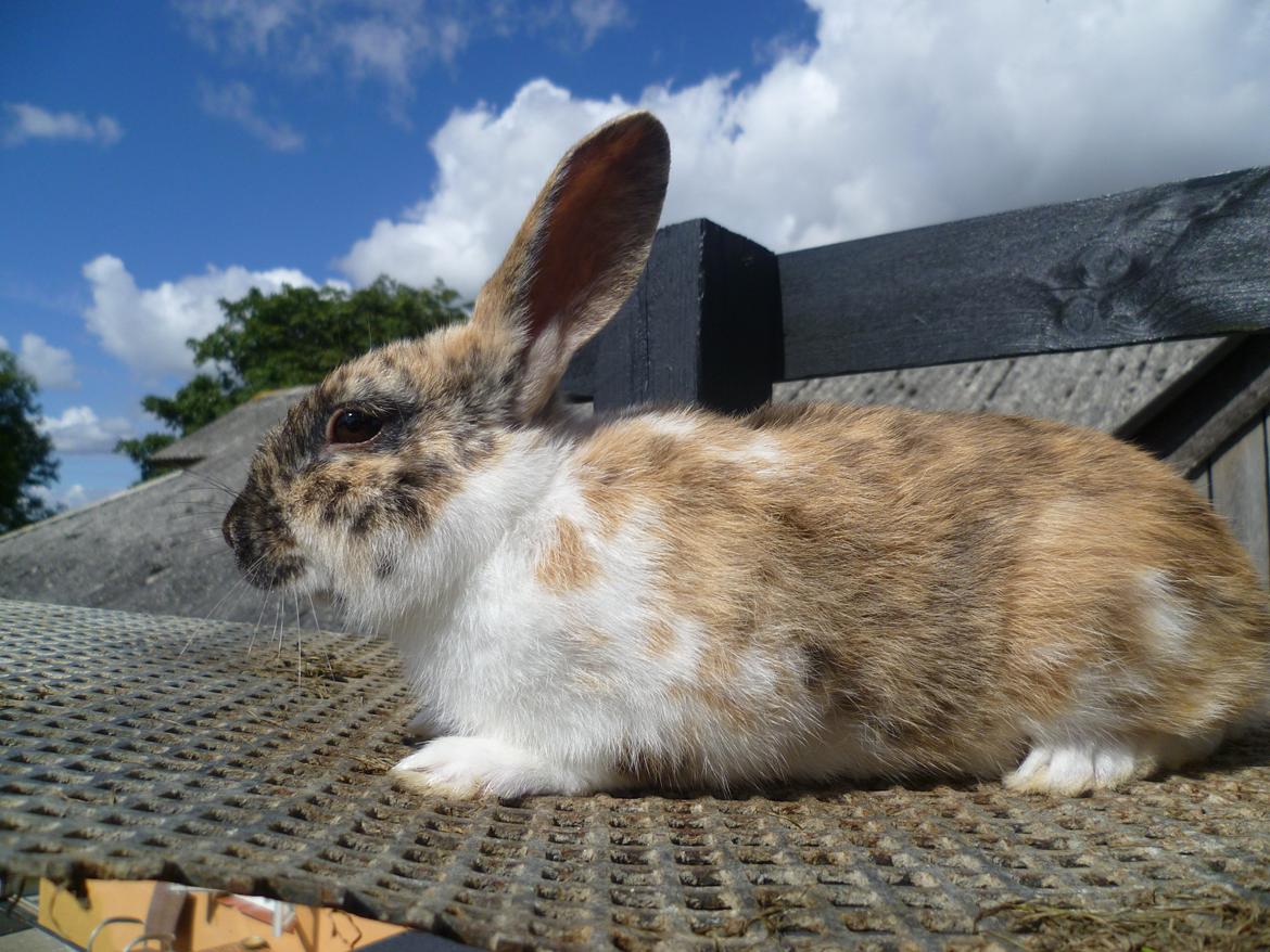 Kanin beauty billede 1