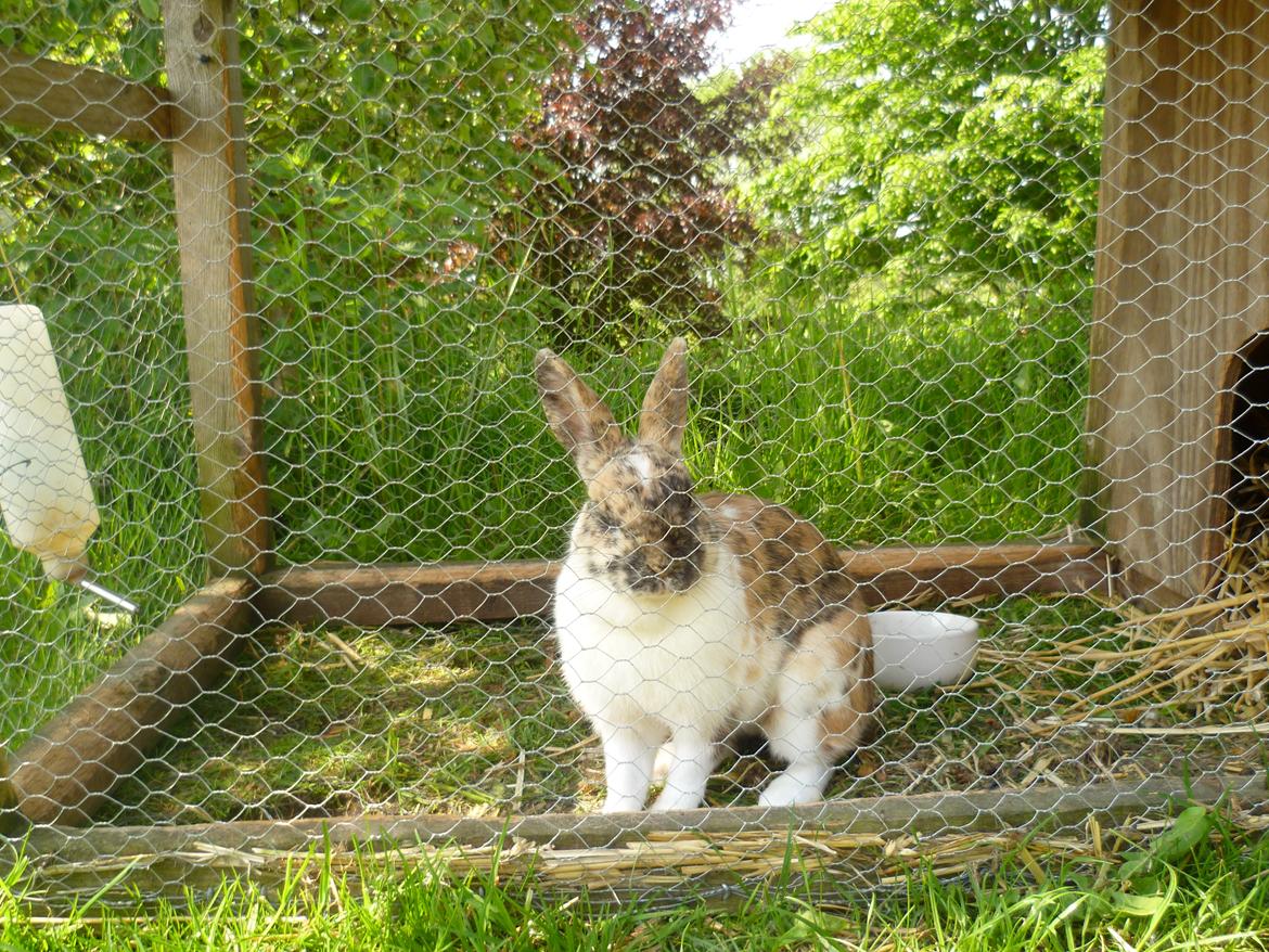 Kanin beauty billede 2