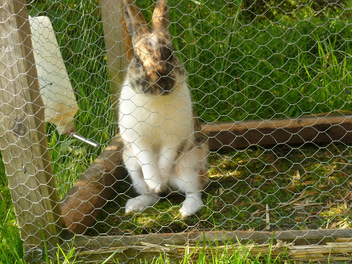 Kanin beauty billede 3