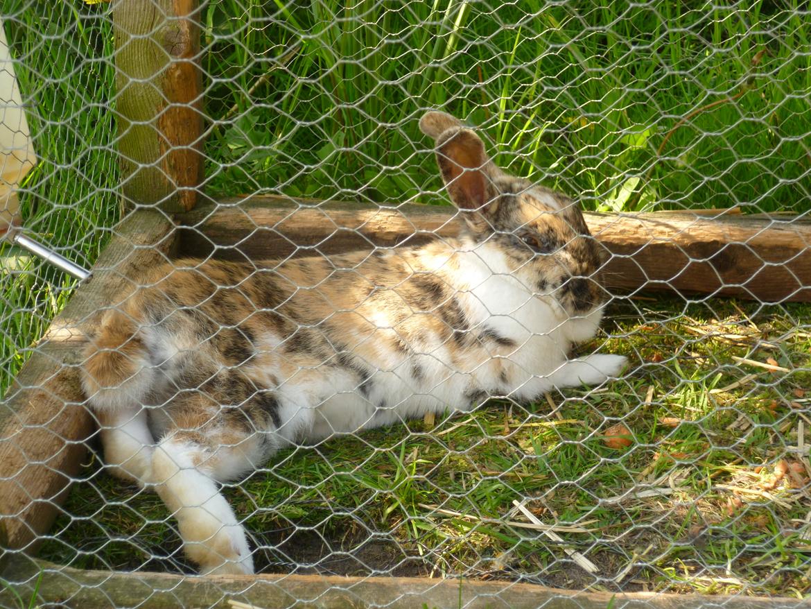 Kanin beauty billede 4