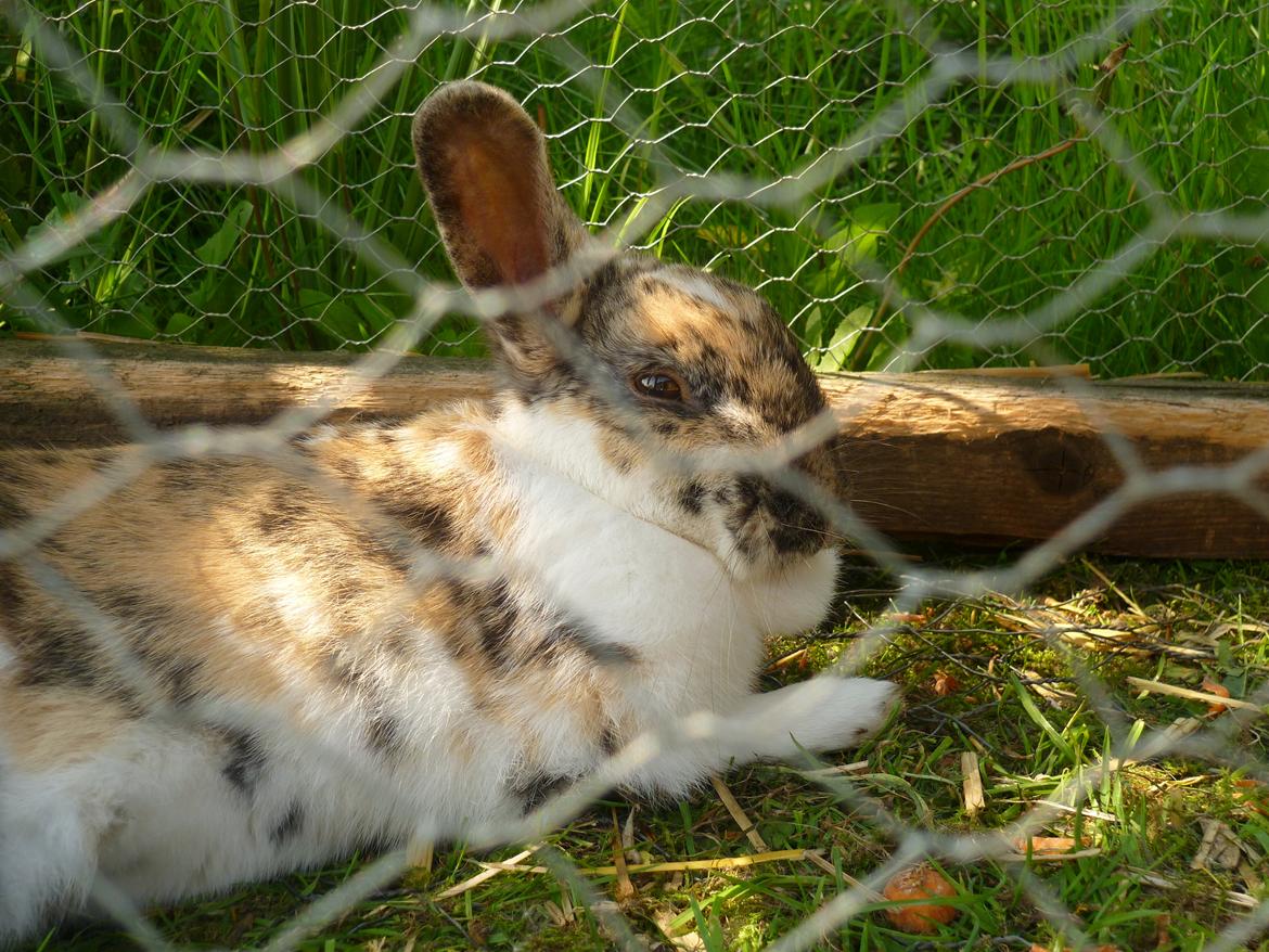 Kanin beauty billede 5