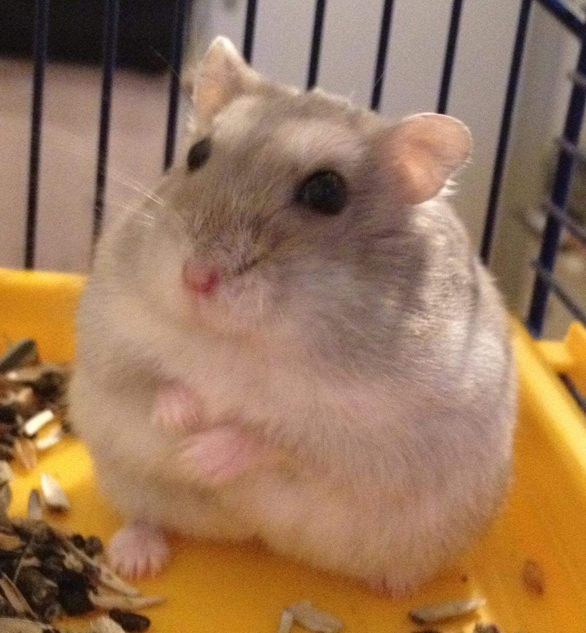 Dværghamster Theodore - Lille fede Theodore som hygger sig. billede 3