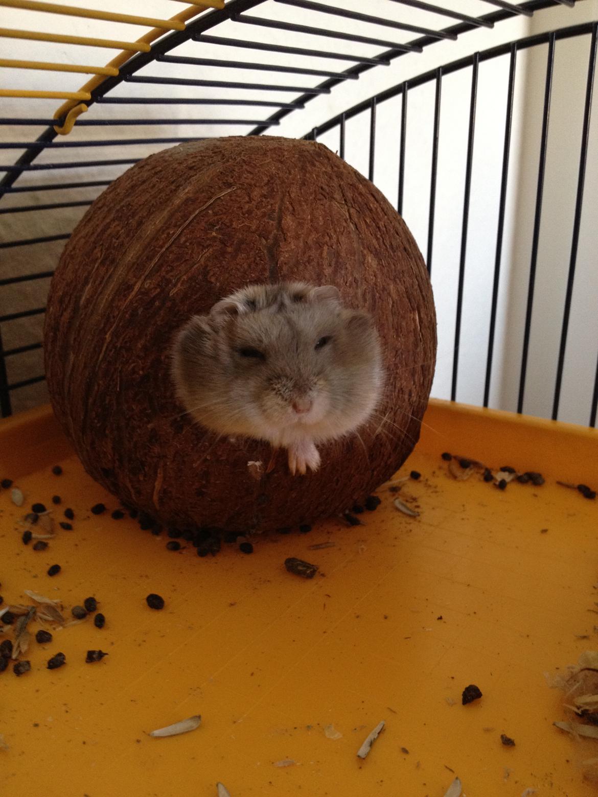 Dværghamster Theodore - jeg holder øje med dig selvom jeg sover! billede 4